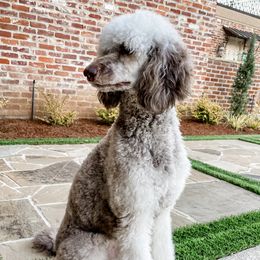 Violet - Poodle