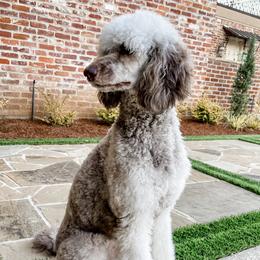 Violet - Poodle