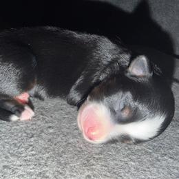 Girl 1 - Black tri female Miniature Australian Shepherd puppy in Beaumont, Texas from Marsh Runner Aussies