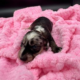 Girl 3 - Dapple female Dachshund puppy in Spanaway, Washington from 11 Oaks Kennels