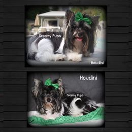 Houdini - Miniature Schnauzer