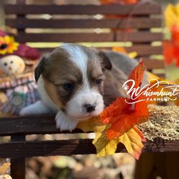 Full Fluff 1,700 - Red male Pembroke Welsh Corgi puppy in Nashville, Arkansas from Whisenhunt Farms