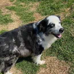 Lacy - Miniature Australian Shepherd