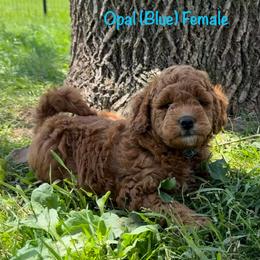 Opal - Red  female Goldendoodle puppy in De Pere, Wisconsin from Kinzor Kennels