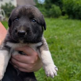 Boy-2 - Brown male Anatolian Pyrenees puppy in Marysville, Ohio from Brotherton Family Farms