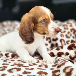 Dachshund Puppies from Leslie Martinez