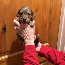 Dusty - Brindle male Dachshund puppy in Heber Overgaard, Arizona from Sonoran Doxies