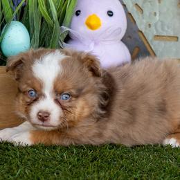 Adobe - Red merle male Toy Australian Shepherd puppy in Granbury, Texas from Best Little Aussies