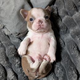Champagne boy 6 - Lilac male Boston Terrier puppy in Oak Hills, California from All American Boston Terriers