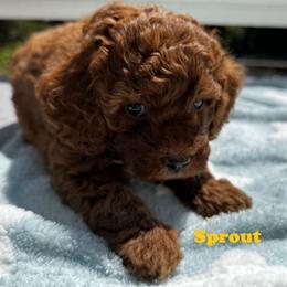 Goldendoodle Puppies from Anna Liu