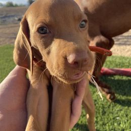 Vizsla Puppies from Waterfall Ranch Hungarian Vizslas