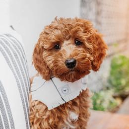 Goldendoodle Puppies from Deer Valley Doodles