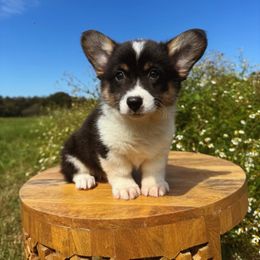 Ruby - Black and white female American Corgi puppy in Inverness, Florida from Canaan Farm Corgis