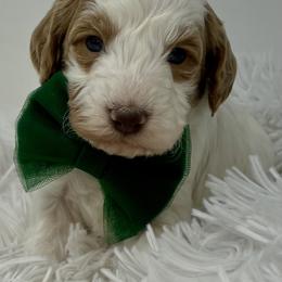 Green Male - Parti male Goldendoodle puppy in Great Falls, Montana from Montana Goldendoodles