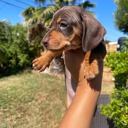 Chase Jr. - Chocolate and tan male Dachshund puppy in Yuba City, California from The Navarro Furbabies