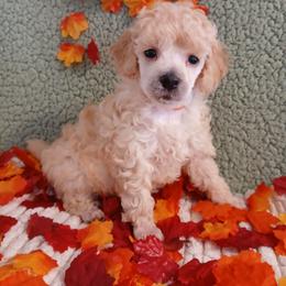 Dustin - Apricot male Poodle puppy in Blanch, North Carolina from Faithful Hearts Kennel