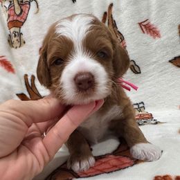 Clove - Red  female Goldendoodle puppy in Macon County, North Carolina from Mountain Doodles