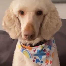 Labradoodles and Labrador Retrievers from WolfSong Kennels