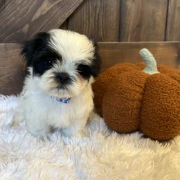 Boy 2 - Shih Tzu puppy from Shih_tzufam3