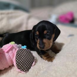 'Orange' - Black and tan female Dachshund puppy in Sioux Falls, South Dakota from Little Blessings Doxies