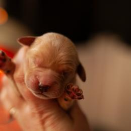 Emerald (Emmy) 3rd Pick Female Spot - Golden female Golden Retriever puppy in Paoli, Indiana from Rose n’ Thistle Farm