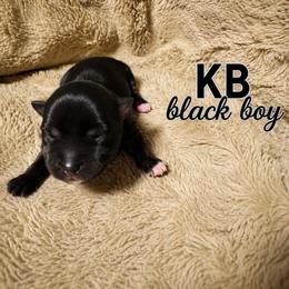 Ruger - Black and tan male Yorkshire Terrier puppy in Goode, Virginia from Glass Hill Yorkies