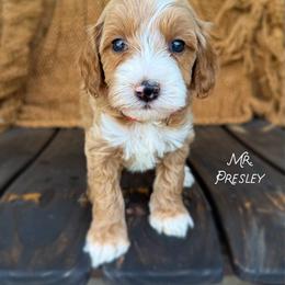 Mr. Presley - Red  male Goldendoodle puppy in Sacramento, California from Dandy Doodles Goldendoodles