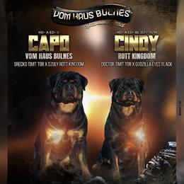 Rottweiler puppies from Vom Haus Bulnes