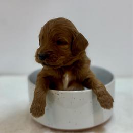 Sailor - Red  female Goldendoodle puppy in Kenansville, North Carolina from J+A Family Doodles