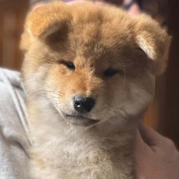 Marley - Red male Shiba Inu puppy in Gladewater, Texas from Mirage Siberians