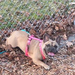 French Bulldogs from Lilac City French Bulldogs