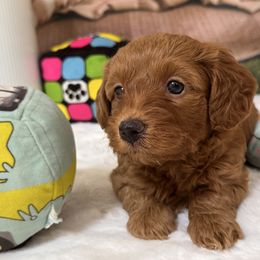 PEPSI - Brown female Cavapoo puppy in Dickerson, Maryland from Pawsome Aussie Doodles and Oodles