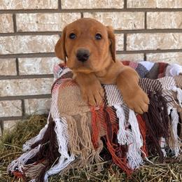 Spade - Yellow male Labrador Retriever puppy in Melrose, New Mexico from ECMO Farm Dalmatians & Labrador Retrievers