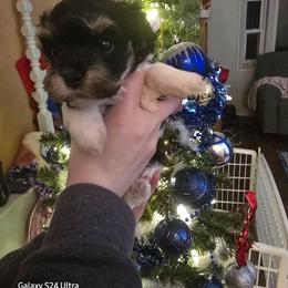 Maggie - Black and white female Havanese puppy in Melba, Idaho from Lawson Havanese