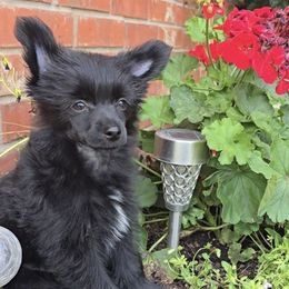 Blake  Long Star Angel - Black male Chinese Crested puppy in Amarillo, Texas from Victoria's Chinese Cresteds Long Star Angels