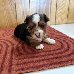 Boy 7 - Parti male Yorkshire Terrier puppy in Bear Creek, North Carolina from Yorkie Time