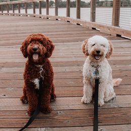 Goldendoodles from The Doodle Doggies