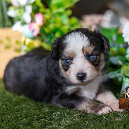 Sage - Black tri female Toy Australian Shepherd puppy in Granbury, Texas from Best Little Aussies