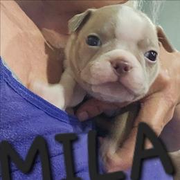 MILA SKYE Girl 2 (4th born) - Blue female Boston Terrier puppy in Versailles, Indiana from Benhams Bostons