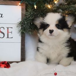 Panda - Black and tan male Pembroke Welsh Corgi puppy in St. Charles, Iowa from Kim Boyle's Pembroke Welsh Corgis