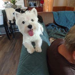 Bent - West Highland White Terrier