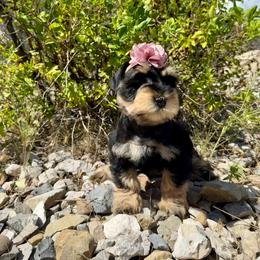Myers - Salt and pepper female Miniature Schnauzer puppy in Huntington, Utah from Schnauzers on Robinson Lane