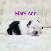 Mary Ann - Black and white female Shichon puppy in Ronda, North Carolina from Willow River