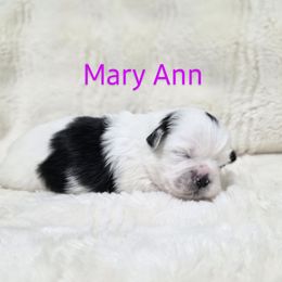 Mary Ann - Black and white female Shichon puppy in Ronda, North Carolina from Willow River