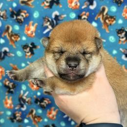 Tsuki - Red male Shiba Inu puppy in Marshall, Minnesota from Tobitatsu Shiba Inu