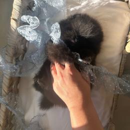 Teacup Boba - Black male Pomeranian puppy in Sacramento, California from Carousel Poodles & Pomeranians