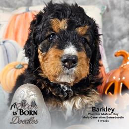Bernedoodle Puppies from A Star is Born Doodles
