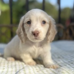 Everest - Piebald male Dachshund puppy in Duncanville, Alabama from Bear Creek