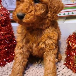 Cavalier King Charles Spaniels and Goldendoodles from Scott Long's Cavaliers and Doodles