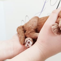 Goldendoodle Puppies from JDoodles